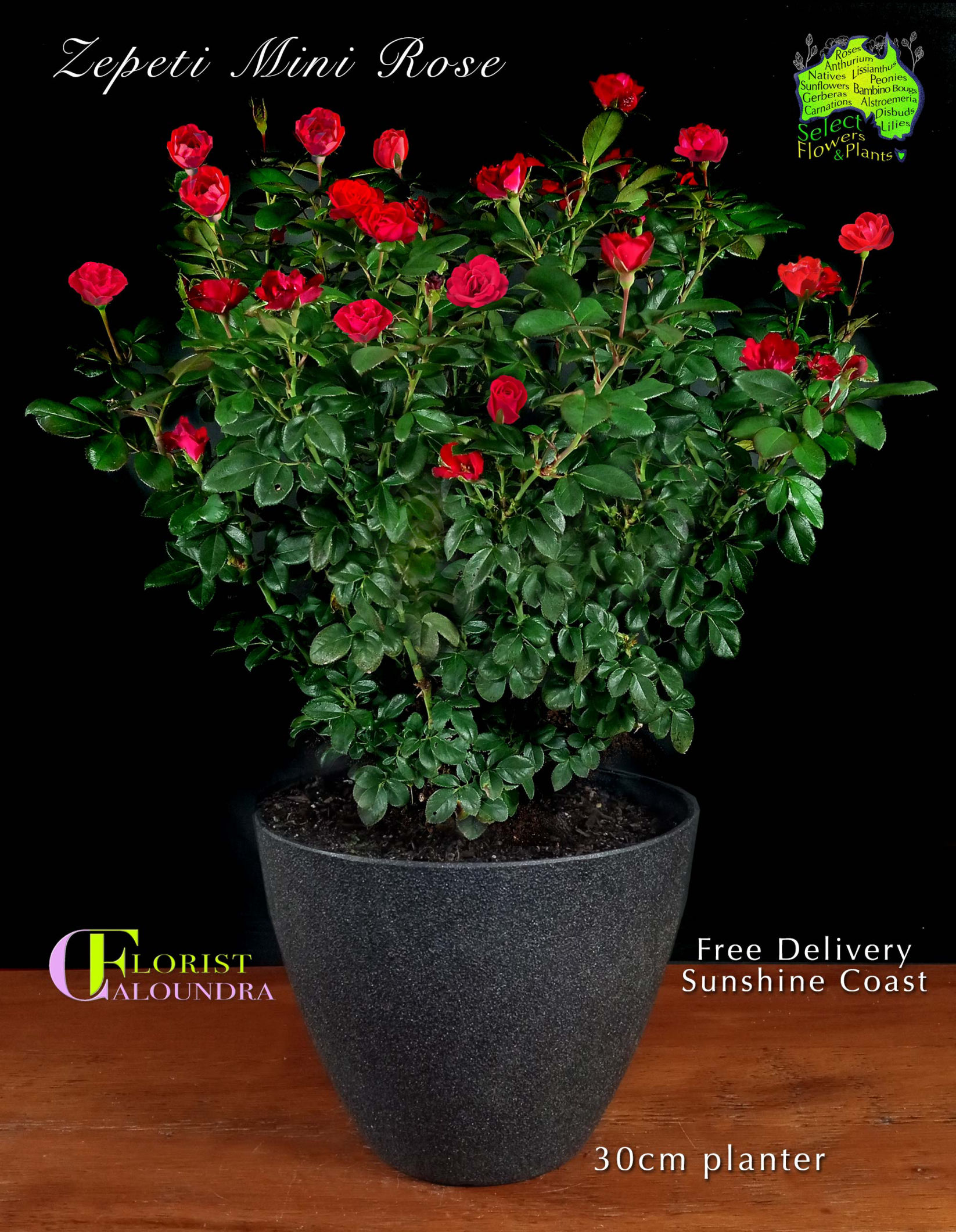 ZEPETI ROSE in 30cm PLANTER